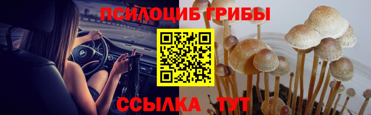 Апатиты  Псилоцибиновые грибы GOLDEN TEACHER  Вход с VPN 